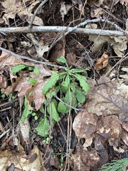 Phacelia heterophylla