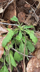 Phacelia heterophylla