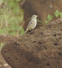 Monticola saxatilis