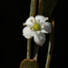 Rhadinothamnus rudis amblycarpus - Photo (c) geoffbyrne, some rights reserved (CC BY-NC)