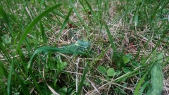 Polysarcus denticauda