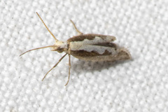 Plutella xylostella-australiana