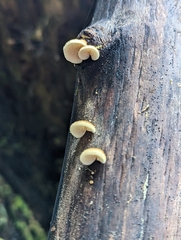 Crepidotus mollis