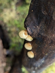 Crepidotus mollis