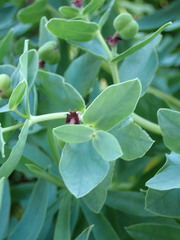 Euphorbia glauca