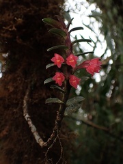 Fernandezia