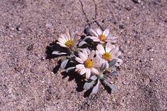 Townsendia scapigera