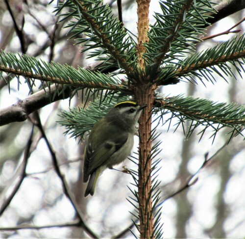 Roitelet à couronne dorée (Regulus satrapa)