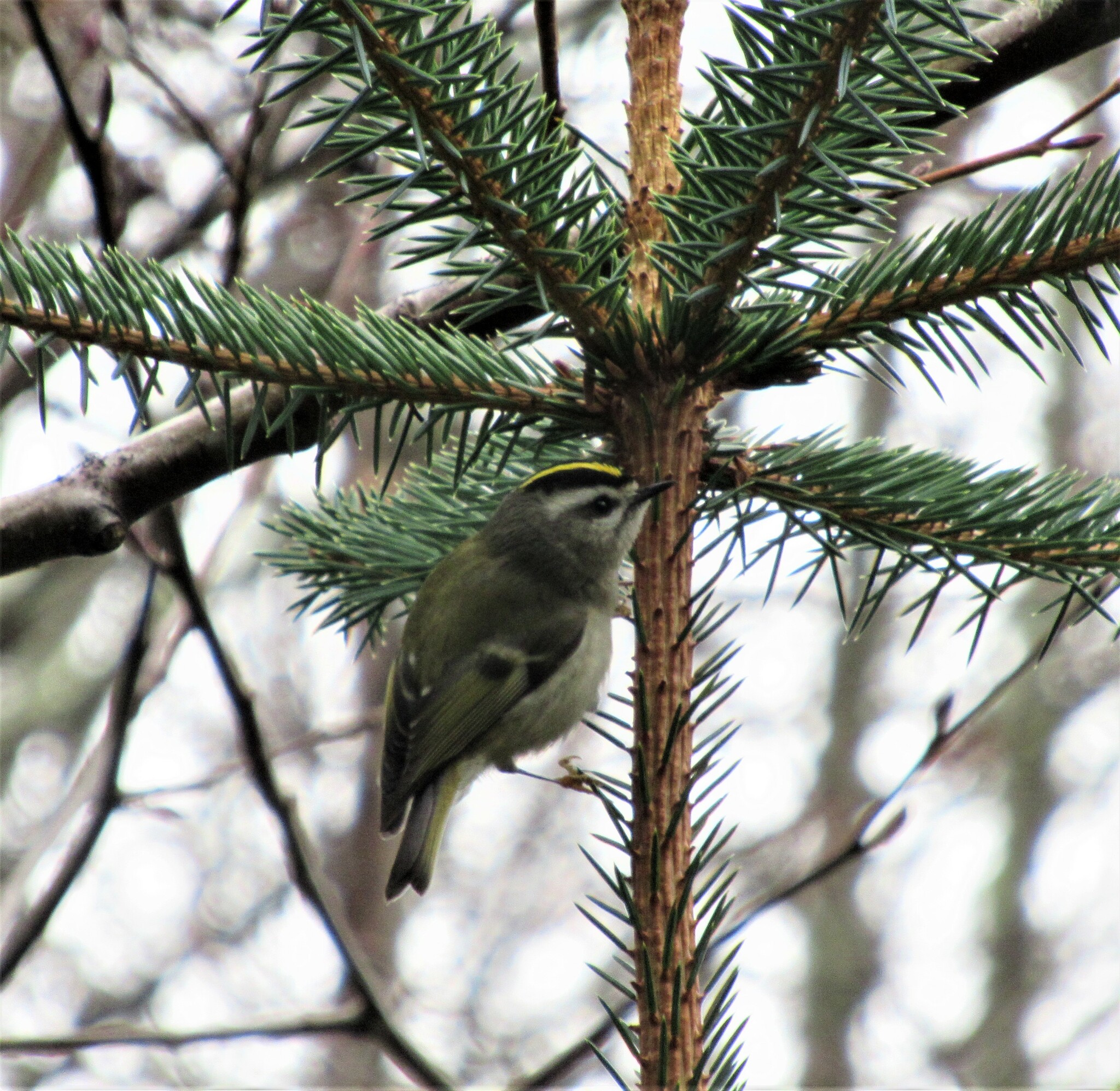 Golden-crowned Kinglet (Regulus satrapa)
