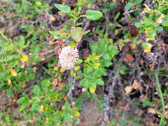 Eriogonum parvifolium
