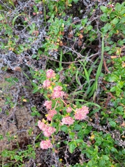 Eriogonum parvifolium