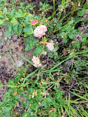 Eriogonum parvifolium