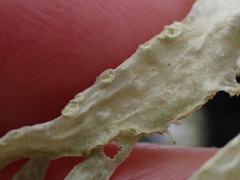 Ramalina subleptocarpha
