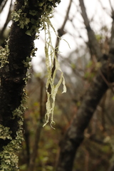 Ramalina subleptocarpha