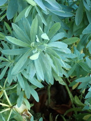 Euphorbia glauca