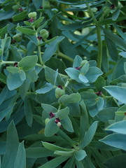 Euphorbia glauca
