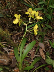 Cyrtochilum macranthum