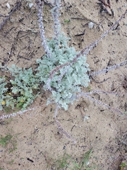Artemisia pycnocephala