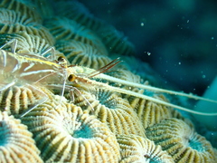 Nephropoidea