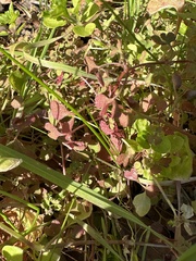 Pterostegia drymarioides