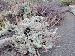 Artemisia pycnocephala