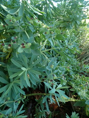 Euphorbia glauca