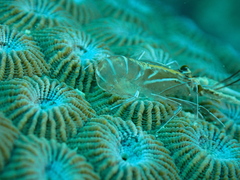 Nephropoidea