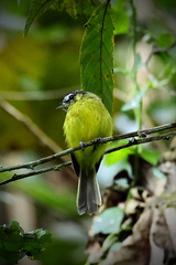 Pogonotriccus eximius