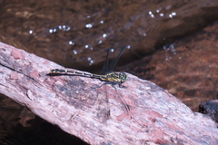 Austrogomphus ochraceus