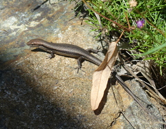 Lampropholis guichenoti