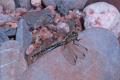 Austrogomphus ochraceus