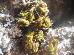 Nyholmiella obtusifolia