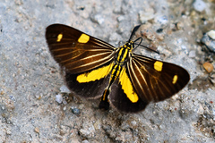 Phaeochlaena lampra