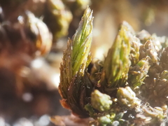 Nyholmiella obtusifolia