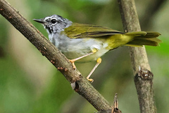 Myiothlypis leucoblephara