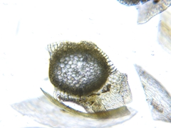 Sarmentypnum exannulatum