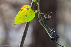 Smilax glauca