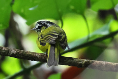 Pogonotriccus eximius