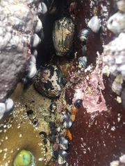 Haliotis cracherodii