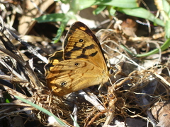 Heteronympha paradelpha