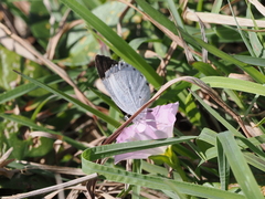 Candalides xanthospilos