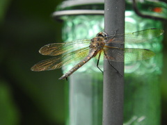 Somatochlora williamsoni