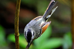 Rufous-Winged Antwren photo 2