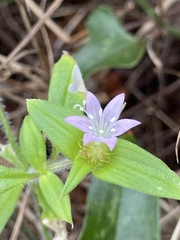 Richardia grandiflora