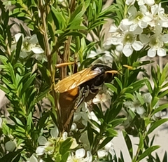 Cryptocheilus australis