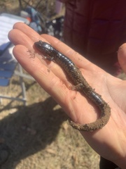 Plethodon chlorobryonis