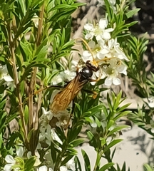 Cryptocheilus australis