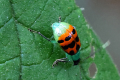 Diabrotica limitata