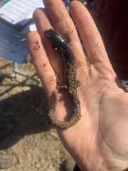 Plethodon chlorobryonis