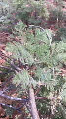 Chamaebatia foliolosa